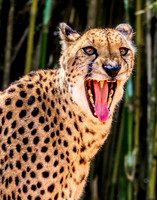 Photo taken at Busch Gardens - Tampa FL