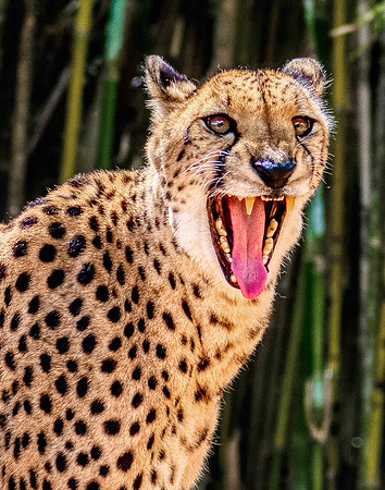 Photo taken at Busch Gardens - Tampa FL