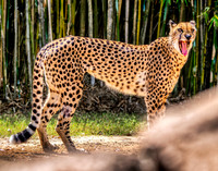 Photo taken at Busch Gardens - Tampa FL