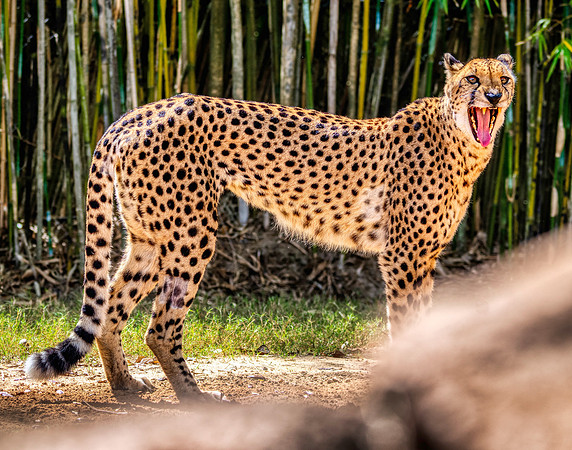 Photo taken at Busch Gardens - Tampa FL