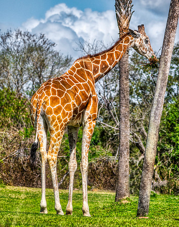 Photo taken at Busch Gardens - Tampa FL