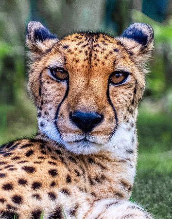 Photo taken at Busch Gardens - Tampa FL