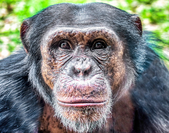 Photo taken at Busch Gardens - Tampa FL