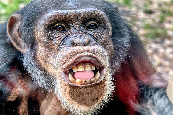 Photo taken at Busch Gardens - Tampa FL