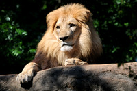 Animals