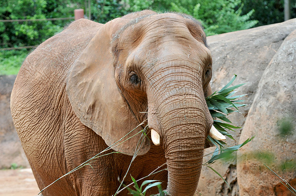Photo taken at the Atlanta Zoo