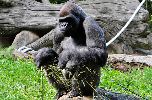 Photo taken at the Atlanta Zoo