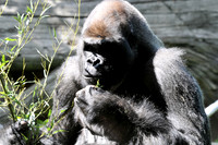 Photo taken at the Atlanta Zoo