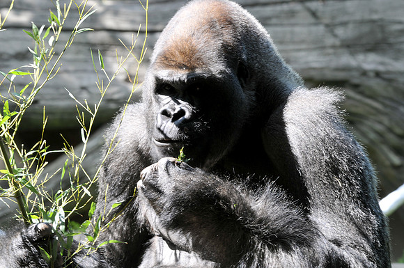 Photo taken at the Atlanta Zoo